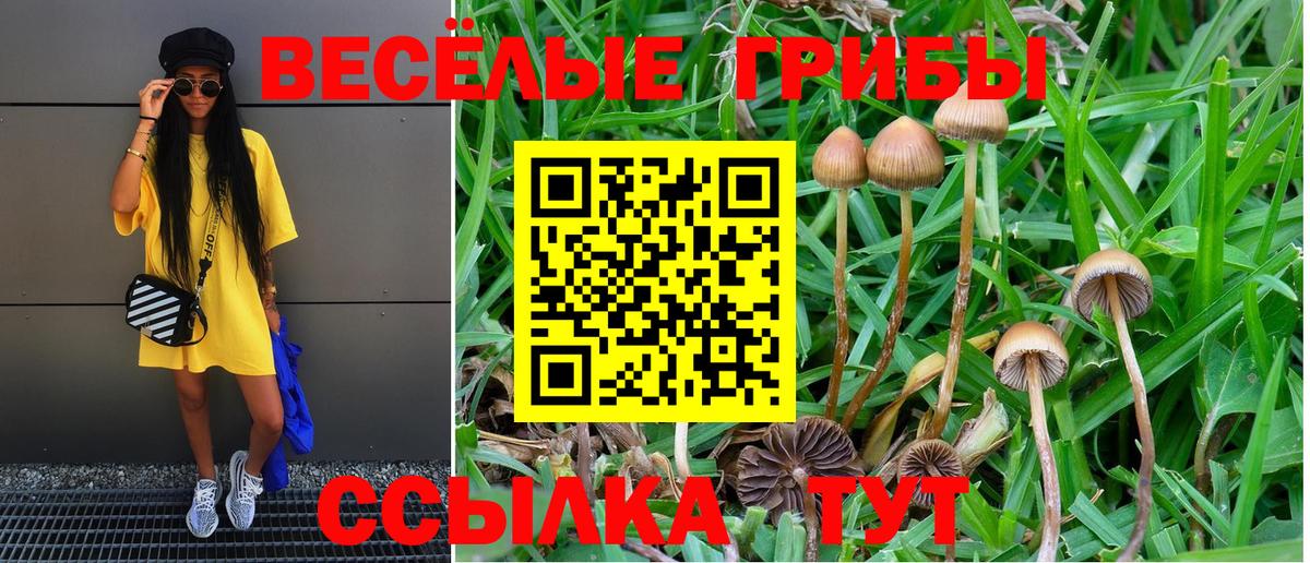 Галлюциногенные грибы Psilocybe  Галлюциногенные грибы мицелий  Улан-Удэ  Вход с VPN 